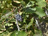 Chianti-1 2016 - 072.jpg